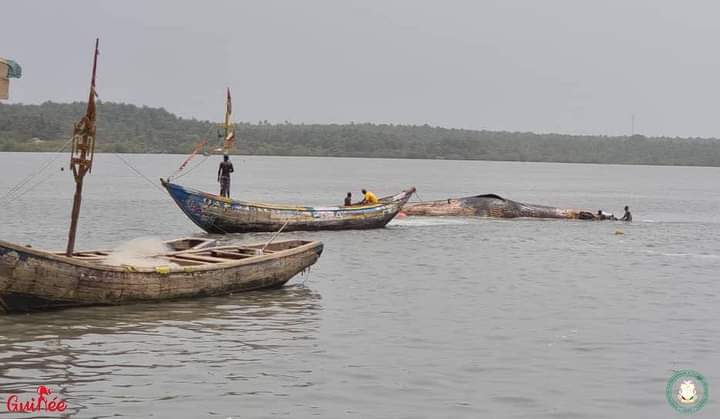 Boffa : une baleine de 14,22 m retrouvée en état de décomposition au large des côtes de l’île Taboria